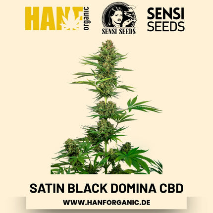 Satin Black Domina CBD (CBD-Sorte) Hanfsamen von Sensi Seeds – 3 Samen
