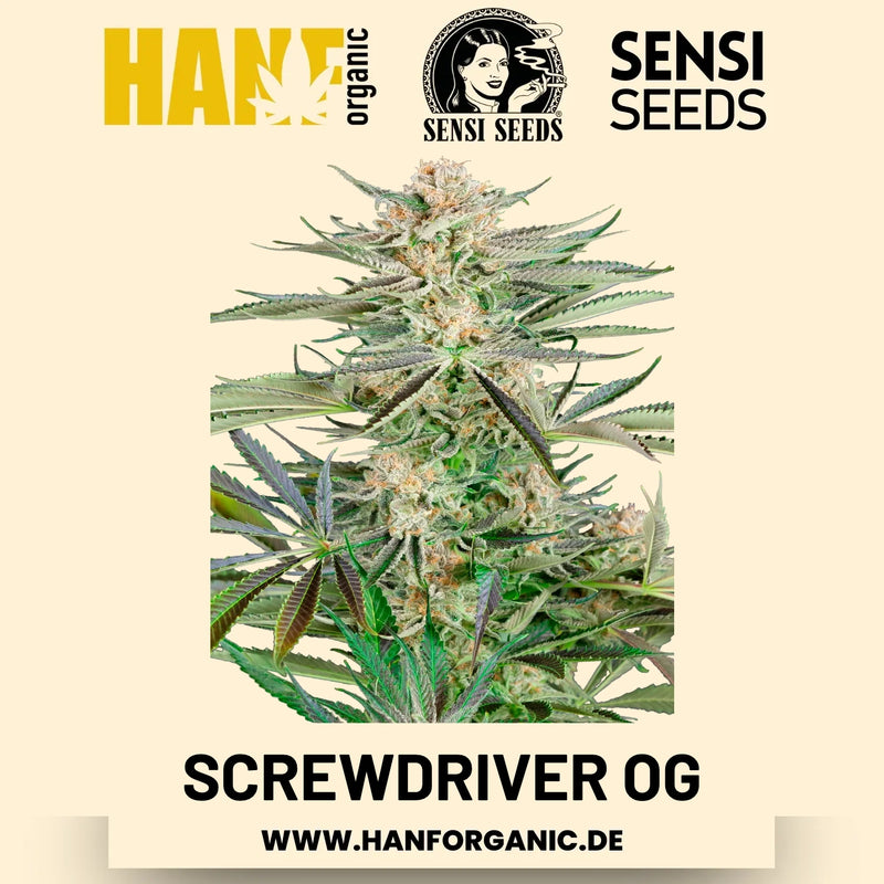 Screwdriver OG feminisiert Hanfsamen von Sensi Seeds – 3 Samen