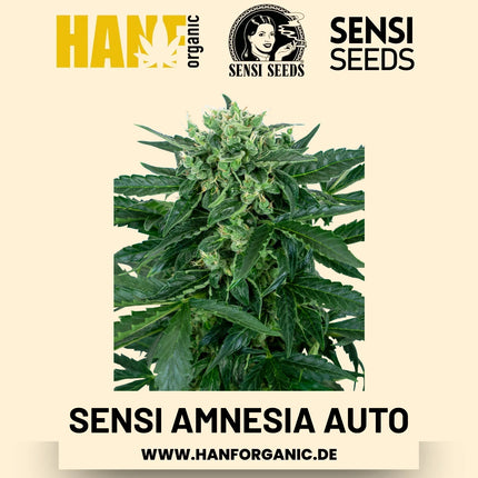 Sensi Amnesia Autoflower Hanfsamen von Sensi Seeds – 3 Samen