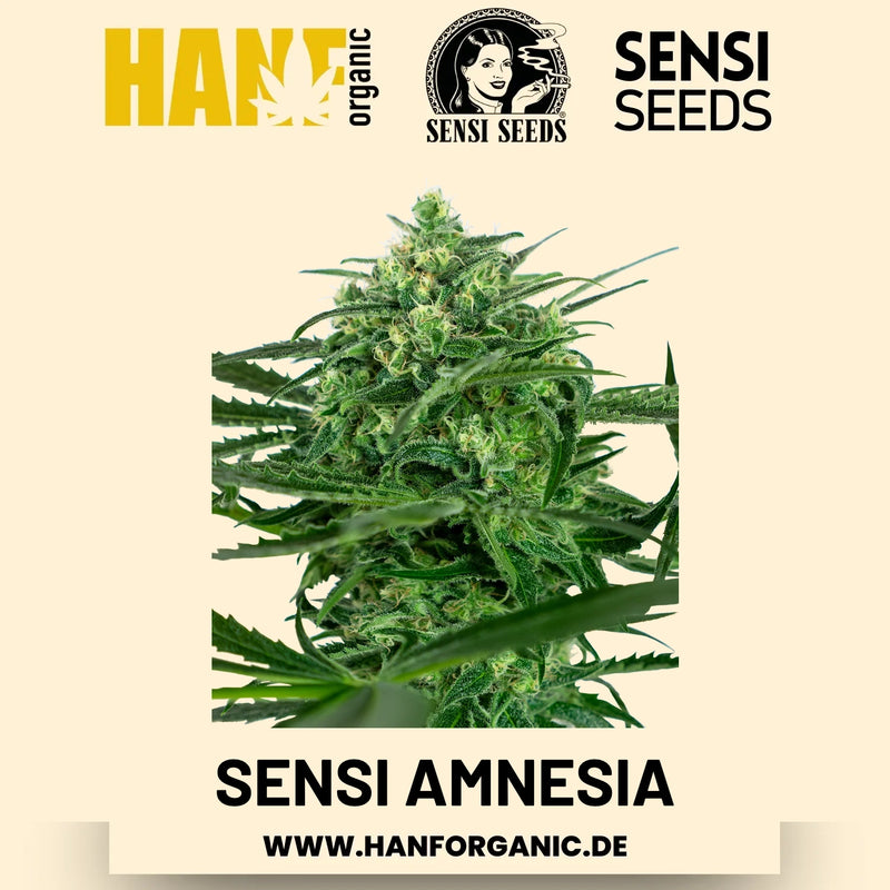 Sensi Amnesia feminisiert Hanfsamen von Sensi Seeds – 3 Samen