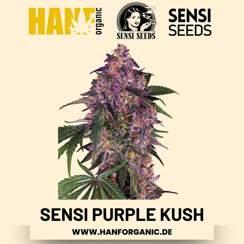 Sensi Purple Kush feminisiert Hanfsamen von Sensi Seeds – 3 Samen