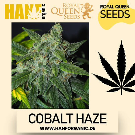 Sensi Seeds - Sensi #11 Research