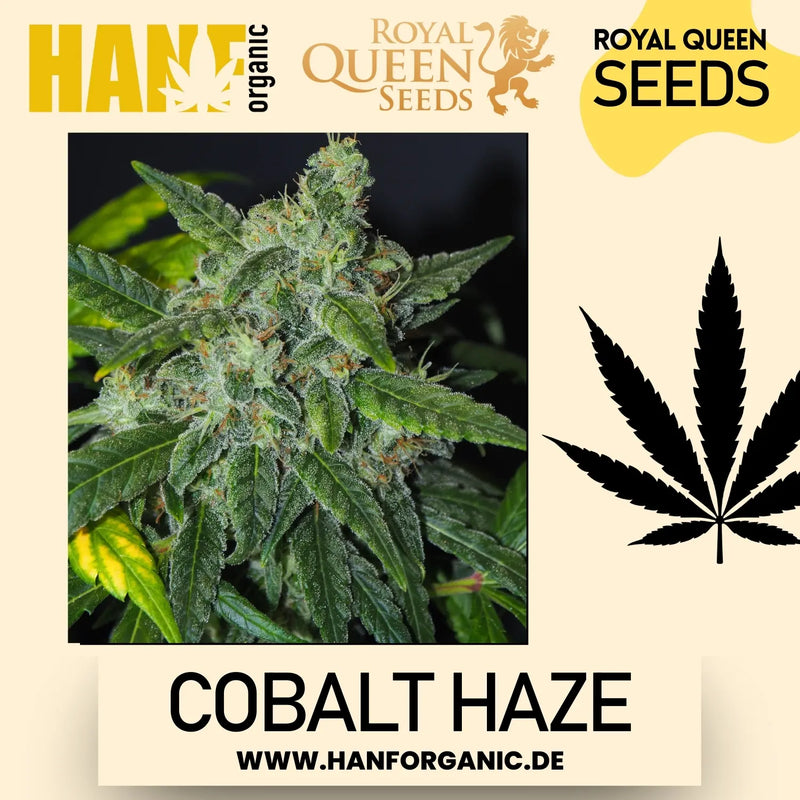 Sensi Seeds - Sensi #11 Research