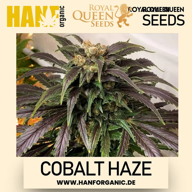 Sensi Seeds - Sensi #11 Research