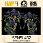 Sensi Seeds - Sensi #32 Research