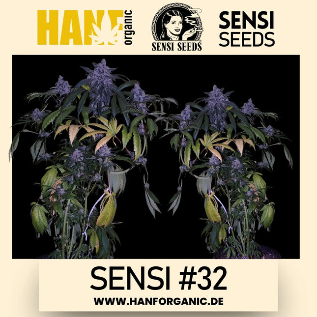 Sensi Seeds - Sensi #32 Research