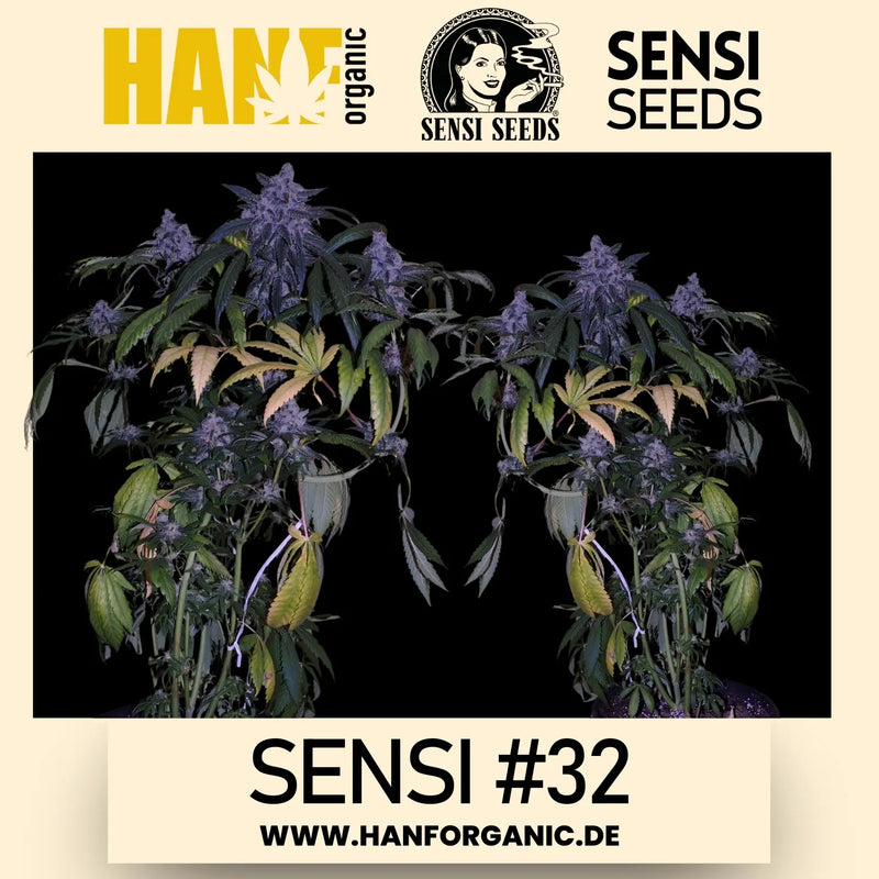 Sensi Seeds - Sensi #32 Research