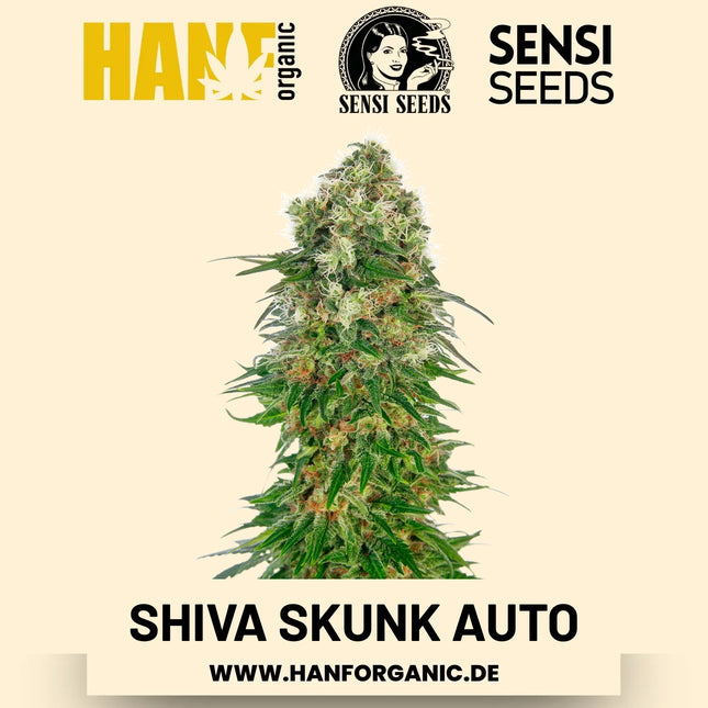 Shiva Skunk Autoflower Hanfsamen von Sensi Seeds – 3 Samen