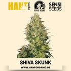 Shiva Skunk feminisiert Hanfsamen von Sensi Seeds – 3 Samen