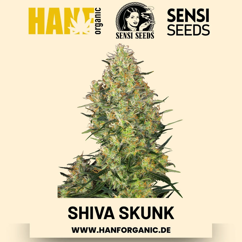 Shiva Skunk feminisiert Hanfsamen von Sensi Seeds – 3 Samen