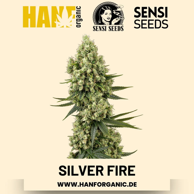 Silver Fire feminisiert Hanfsamen von Sensi Seeds – 3 Samen