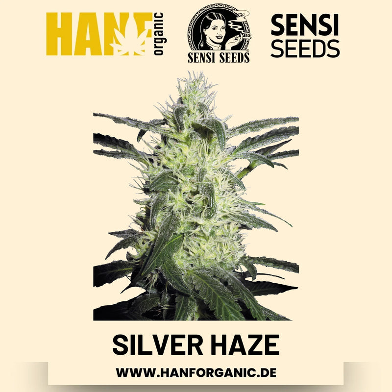 Silver Haze feminisiert Hanfsamen von Sensi Seeds – 3 Samen
