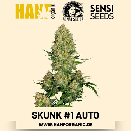 Skunk #1 Autoflower Hanfsamen von Sensi Seeds – 5 Samen