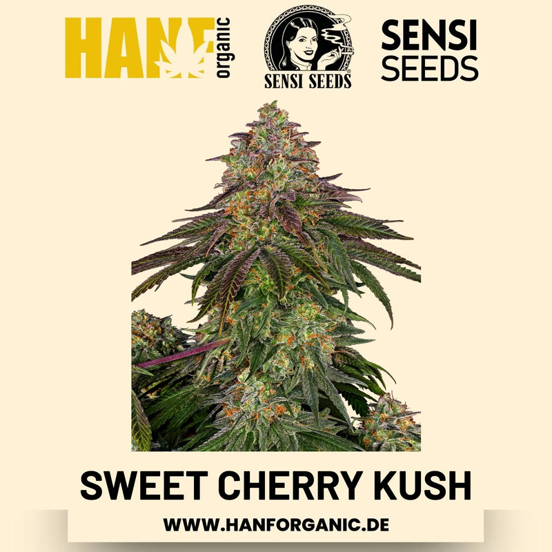 Sweet Cherry Kush feminisiert Hanfsamen von Sensi Seeds – 3 Samen