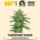 Tangerine Sugar feminisiert Hanfsamen von Sensi Seeds – 3 Samen