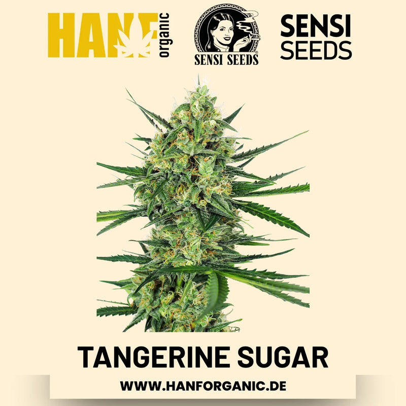 Tangerine Sugar feminisiert Hanfsamen von Sensi Seeds – 3 Samen
