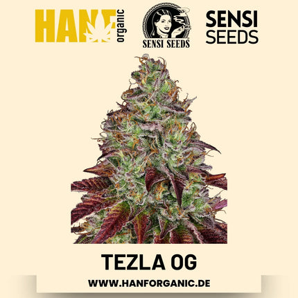 Tezla OG feminisiert Hanfsamen von Sensi Seeds – 3 Samen