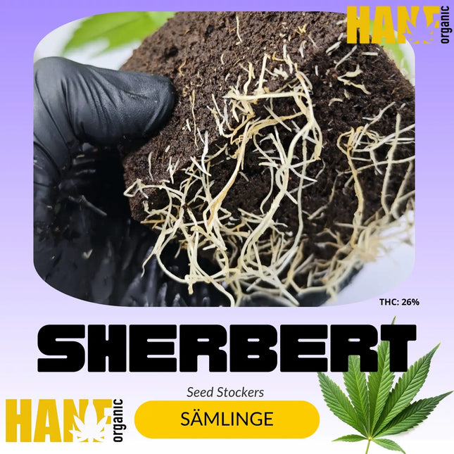 Sherbert – Sämlinge von Hanf Organic