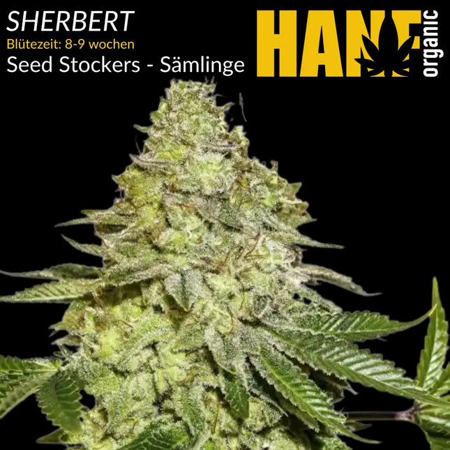Sherbert – Sämlinge von Hanf Organic