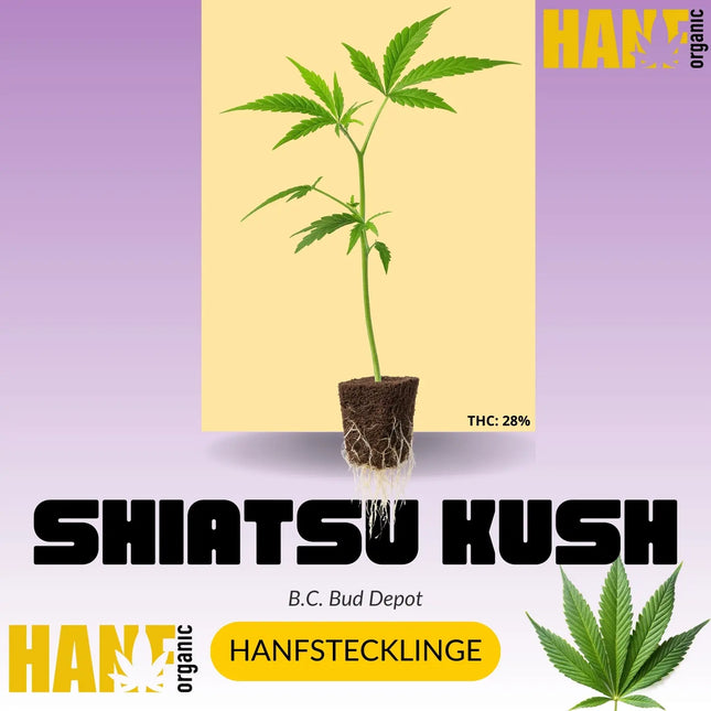 Shiatsu Kush Hanfstecklinge – Hanf Organic