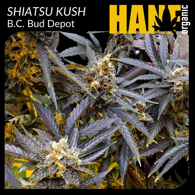 Shiatsu Kush Hanfstecklinge – Hanf Organic