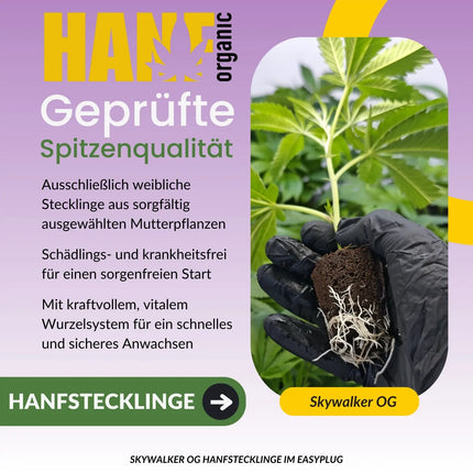 Skywalker OG Kush Hanfstecklinge