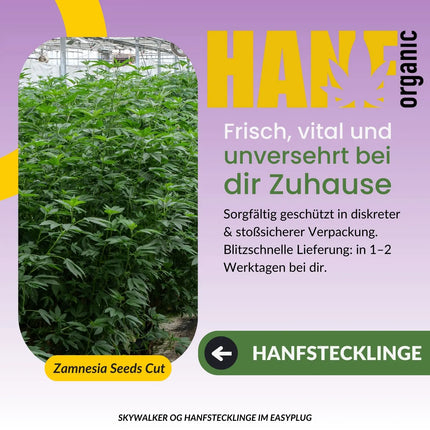 Skywalker OG Kush Hanfstecklinge