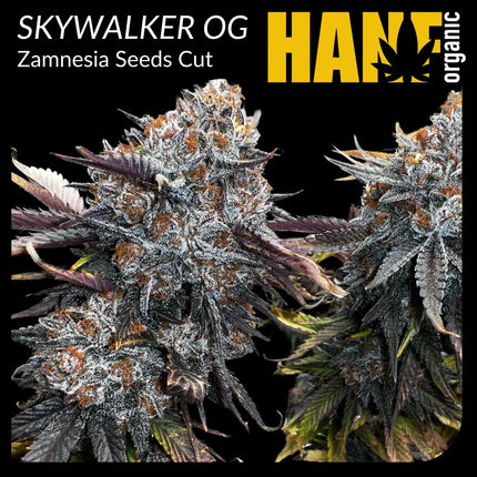 Skywalker OG Kush Hanfstecklinge