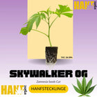 Skywalker OG Kush Hanfstecklinge