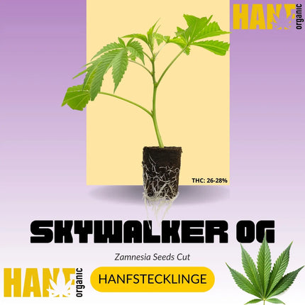 Skywalker OG Kush Hanfstecklinge
