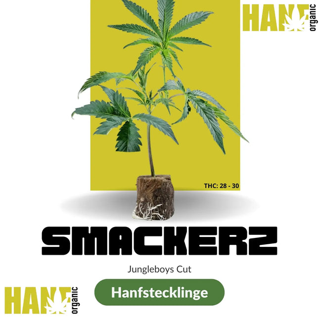 Smackerz – Hanfstecklinge im Steinwollwürfel (Jungle Boys Cut) – Hanf Organic