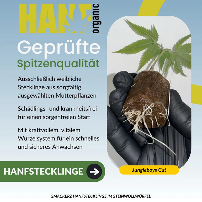 Smackerz – Hanfstecklinge im Steinwollwürfel (Jungle Boys Cut) – Hanf Organic
