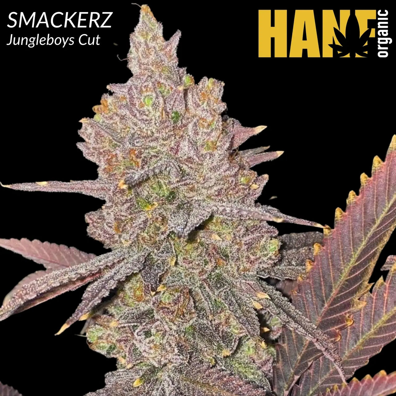 Smackerz Hanfsteckling