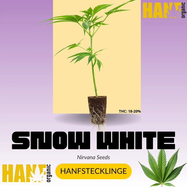 Snow White Hanfstecklinge – Hanf Organic