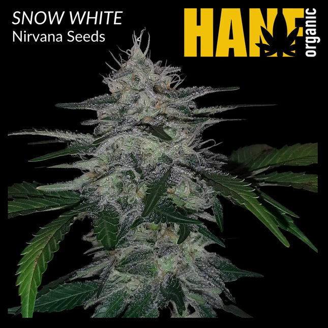 Snow White Hanfstecklinge – Hanf Organic