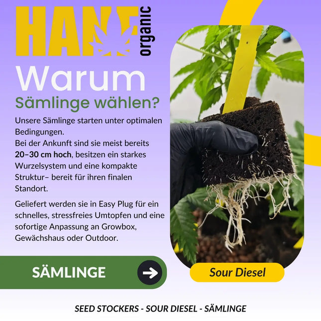 Sour Diesel – Sämlinge von Hanf Organic