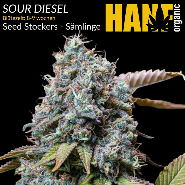 Sour Diesel – Sämlinge von Hanf Organic