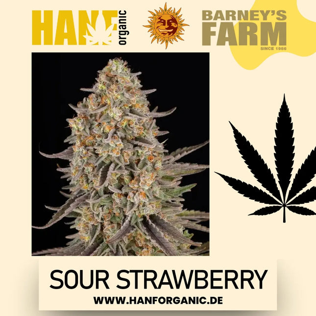 Barney's Farm – Sour Strawberry Feminisiert