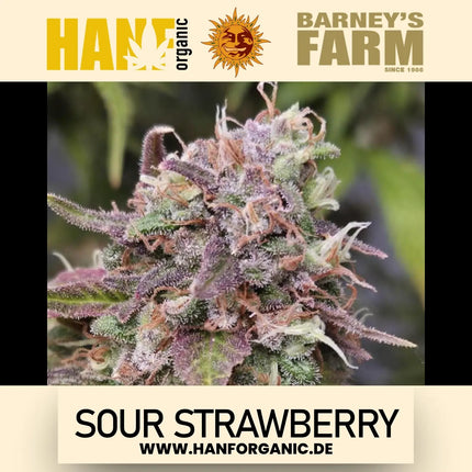Barney's Farm – Sour Strawberry Feminisiert