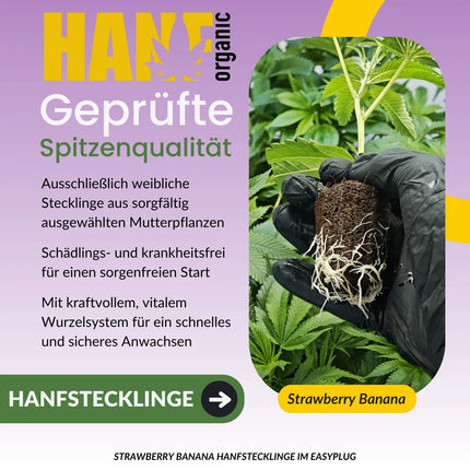 Strawberry Banana Hanfstecklinge
