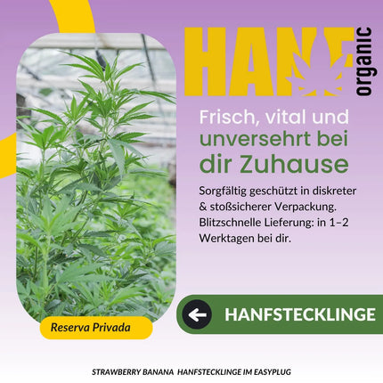 Strawberry Banana Hanfstecklinge