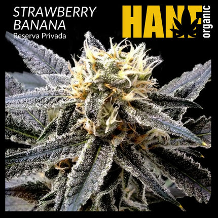 Strawberry Banana Hanfstecklinge