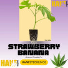 Strawberry Banana Hanfstecklinge