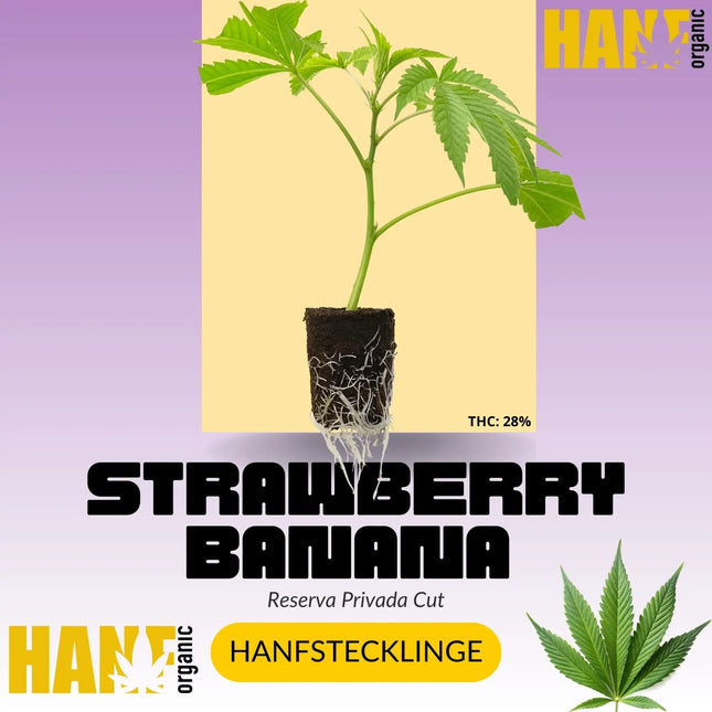 Strawberry Banana Hanfstecklinge