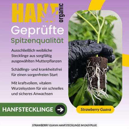 Strawberry Guava Hanfstecklinge von Bloom Seed Co