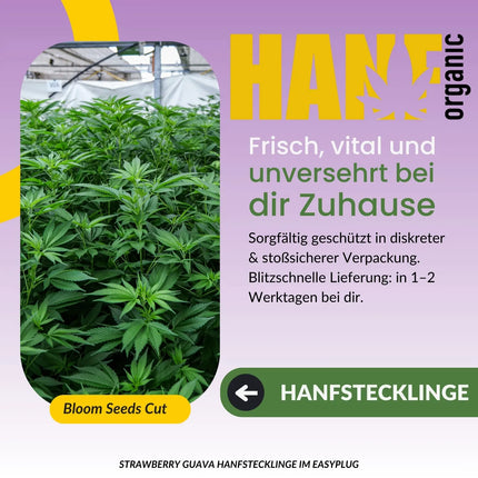Strawberry Guava Hanfstecklinge von Bloom Seed Co