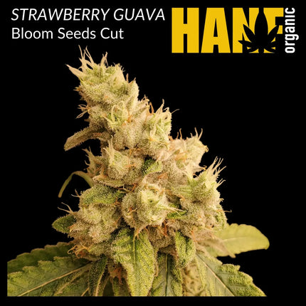 Strawberry Guava Hanfstecklinge von Bloom Seed Co