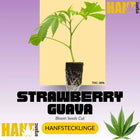 Strawberry Guava Hanfstecklinge von Bloom Seed Co
