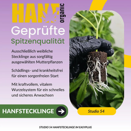 Studio 54 Hanfstecklinge von ADKGrass