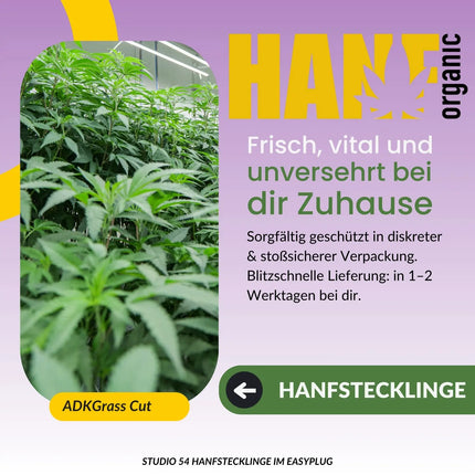 Studio 54 Hanfstecklinge von ADKGrass